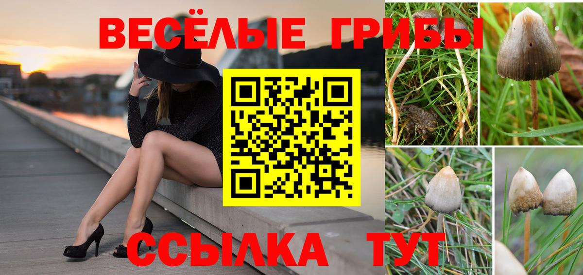 Псилоцибиновые грибы Psilocybine cubensis Ачхой-Мартан